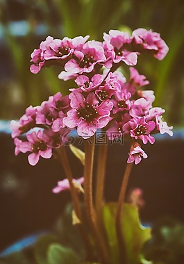 花,性質(zhì),開花