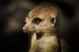 貓鼬,suricate,了望