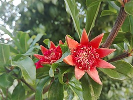 花,石榴,植物