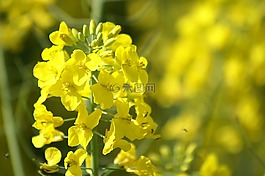 油菜,黃色的花,黃色