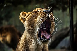 獅子,野生動物,捕食者