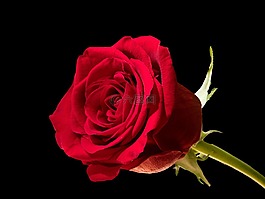 玫瑰,花,花瓣