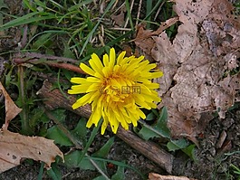花卉,黃色,性質(zhì)