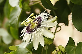 花卉,百香果,性質(zhì)