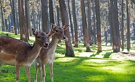 鹿,野生動物,動物