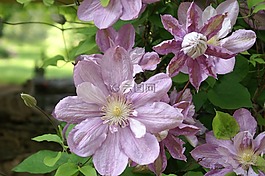 鲜花,紫色的花朵,花园