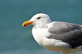 海鷗,鳥,鷗