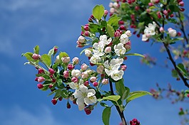 蘋果花,樹,枝杈