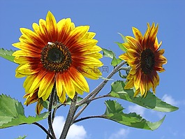 太陽花,開花,夏季