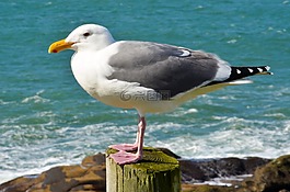 海鷗,鳥,鷗