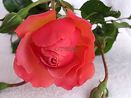 玫瑰,花園,在秋天