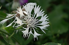 白花,白,性質(zhì)