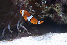 小丑,海魚,五顏六色的魚