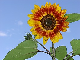 太陽花,授粉,夏季