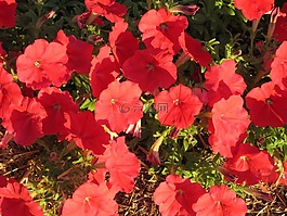 矮牽牛,紅矮牽牛,花的