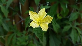 黃色花,鮮花,性質(zhì)