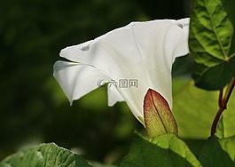 自然,旋花,夏天