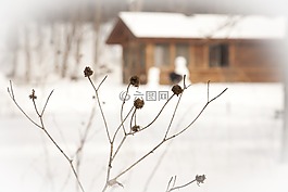 冬天,植物,干