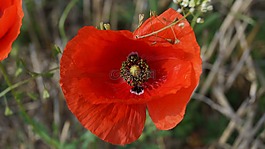 klatschmohn,野生植物,绽放在玉米田