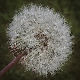 蒲公英,春天,性質(zhì)
