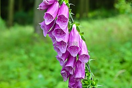 頂針,有毒,花