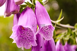 頂針,有毒,花