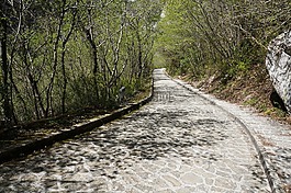 路徑,樹,地板