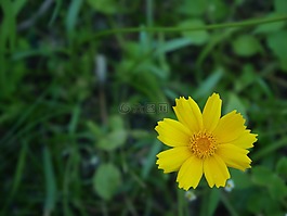 花,黃色,春