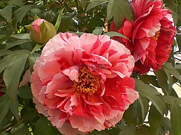 牡丹,粉紅色,白