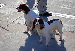 施普林格,史宾格犬,狗