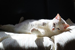 猫,白色,基金。