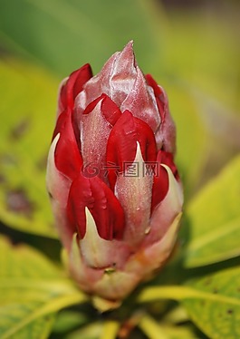 杜鵑,紅色,芽