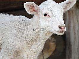 動物,羊,性質(zhì)