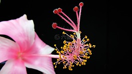 開花,粉紅色,宏