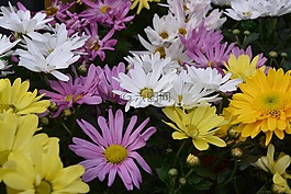 媽媽,鮮花,顏色