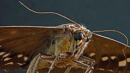 蛾類,蝴蝶,肖像