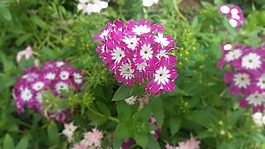 花卉,琳達,鮮花