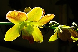蘭花,黃色,開(kāi)花