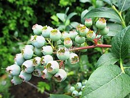 浆果,蓝莓,未成熟的