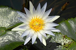 睡蓮,白,開(kāi)花