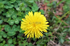 自然,植物區(qū)系,花