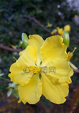 花,越南