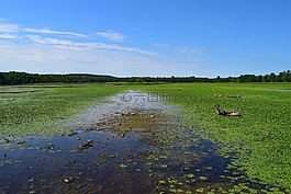 池,馬什,綠色