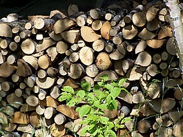 木,柴,holzstapel