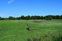 池,馬什,綠色