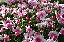 媽媽,鮮花,顏色