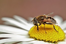 hoverfly,昆虫,性质