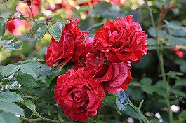 花,玫瑰,粉紅色的花