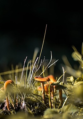 蘑菇,小,詳細
