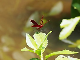 蜻蜓,紅色,休息